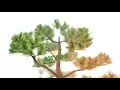After Effects Template - About Us Bonsai Tree