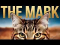 Tabby Cats What s Behind The Mark