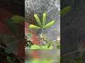 Download Lagu Touch me not plant leaf | Mimosa pudica #floweringplant #nature #garden