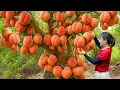 Download Lagu Harvesting 1000+ Giant Sweet Peach To Sell \u0026 Cooking Corn Soup | Authentic Village Recipe
