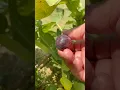 Download Lagu First fig harvest and taste! #backyardgardening #figs #fruit #asmr #chicago #fruittrees #organic