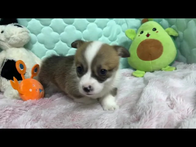 動画