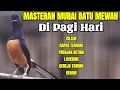 Download Lagu MASTERAN MURAI DI PAGI HARI BONGKAR ISIAN CILILIN LOVEBIRD KAPAS TEMBAK KENARI GEREJA TARUNG