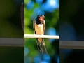 Download Lagu efek suara burung walet (Burung walet) suara alam