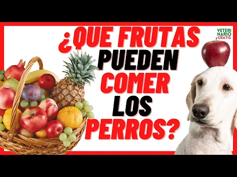 Download MP3 💘 ¿QUÉ FRUTAS PUEDEN COMER y son BUENAS para LOS PERROS? 💘(Pastores, Chihuahua, Boxer etc)