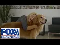 Pandemic puppy boom driving business Dogtopia CEO
