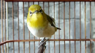 lihat reaksi pleci monty setelah mendengar pleci monty betina memanggil jantan