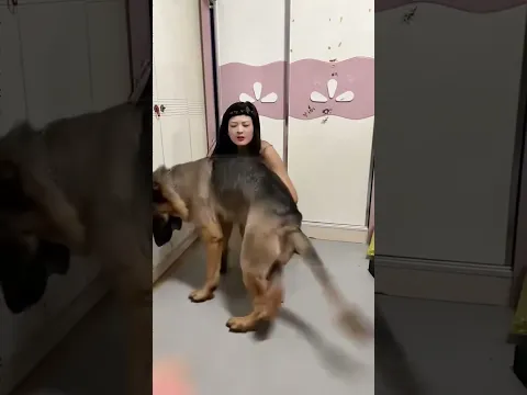 🐶救命！这德牧是会撒娇的！非要贴贴就算了…还把我往墙角怼！🤣大型犬的爱太沉重啦！