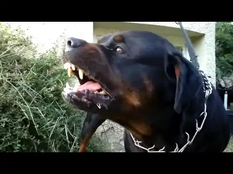 Download MP3 Big Rottweiler defends his territory