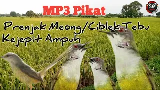 suara pikat prenjak meong ciblek tebu kejepit ampuh