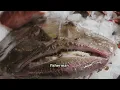 Living Lights: The Creatures That Glow in Total Darkness!