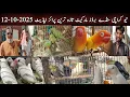 Download Lagu New Karachi Birds Market Sector 5-F Sunday 12-10-2025|Sunday Bird Market Karachi|Global Birds Lovers