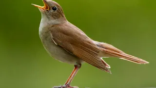 دانلود صدای بلبل هزار دستان   بلبل هزار دستان   آواز بلبل هزار دستان   صدای     بلبل هزار دستان دندنها