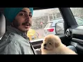 CHOWCHOW DELIVERY VLOG 3 NOVEMBER 2025 PETS EMPORIUM AMRITSAR