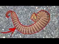 Finding 3 RED DEATH ADDERS in ONE NIGHT Sydney Snake Hunting