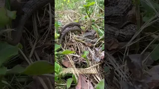 I think I caught a couple of alligator lizards doing the nasty.  #Herpetology ￼#Lizards #Alligator￼￼