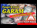 Lagu Apa Manfaat Garam Pada Budidaya Ikan? Kapan Waktu Akan Digunakan? Berapa Takaran Yang Aman?