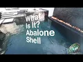 What Is It - Abalone Shells by Mike Farley
