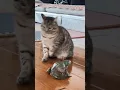 Download Lagu Katak menangis 😹