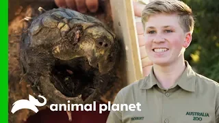 Two Feisty Alligator Snapping Turtles Get Pedicures Crikey It s The Irwins