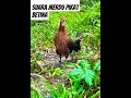Download Lagu SUARA PANGGILAN PIKAT BETINA AYAM HUTAN #ayamhutan