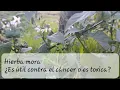 What is black nightshade used for solanum nigrum Is it useful against cancer or is it toxic