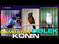 Download Lagu MASTERAN RAMBATAN _ KONIN_CIBLEK KRISTAL