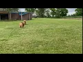 PuppyFinder com April 1st 2020 Litter