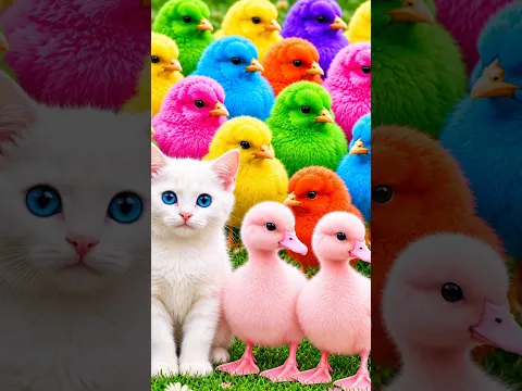 Tangkap Ayam Lucu, ayam warna warni, ayam rainbow, kelinci lucu, bebek lucu, ikan koi, Hewan Lucu