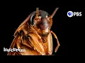For Your Consideration The Incredible Roach