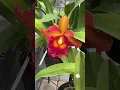 Download Lagu This beautiful Cattleya in blooming in the garden. #orchidcollection #miniorquidea #orchid #flowers