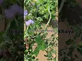 Download Lagu Niyacindezeleka ekhaya👏