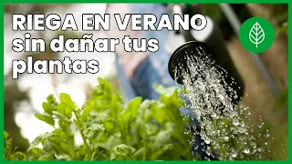 💧🪴 Los 3 mejores momentos para REGAR las plantas durante una ola de CALOR