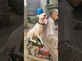 sath jany ki zidπ₯°π₯Ίπ#hunter #shorts #shortvideo #chaqif #tarar