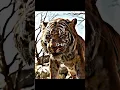 Download Lagu Jungle book edit // Sher Khan vs King Louie
