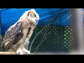 Great Horned Owl Growth and Release 1080p
