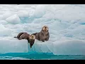 The inside passage Alaska documentary landscape history wildlife