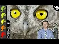 Owl The Best Pet Reptile