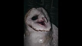 Third One Bird Birds Sounds Scary Edit Phonk Funk 