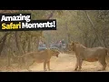 Download Lagu 26 Incredible Safari Moments Caught on Camera