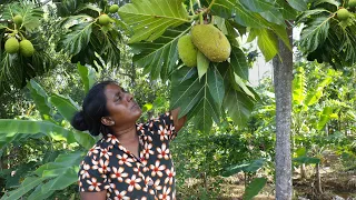 breadfruit black curry breadfruit sambol a different recipe today village cooking