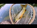 TIGER TROUT BONANZA