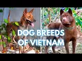 Native Dogs of Vietnam Discover all 4 Unique Breeds