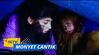 Highlight Monyet Cantik 2 - Episode 10