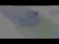 Flocking system collision detection with triangulated mesh CUDA