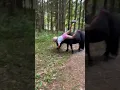 Download Lagu Ella fell off Black many times on bareback trail ride😱 #shortsvideo #horse #horseriding #pony