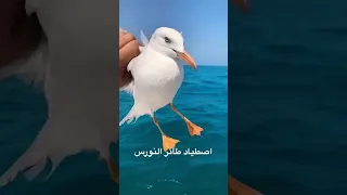 اثناء صيد الأسماك قمنا بالخطأ اصطياد طائر النورس 