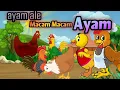 Download Lagu Ayam Ale || Macam - Macam Ayam - Lagu Anak Indonesia Populer