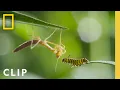 Monarch Migration and Metamorphosis Incredible Animal Journeys National Geographic