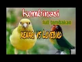 Download Lagu Kombinasi masteran kenari vs Lovebird full tembakan suara jernih